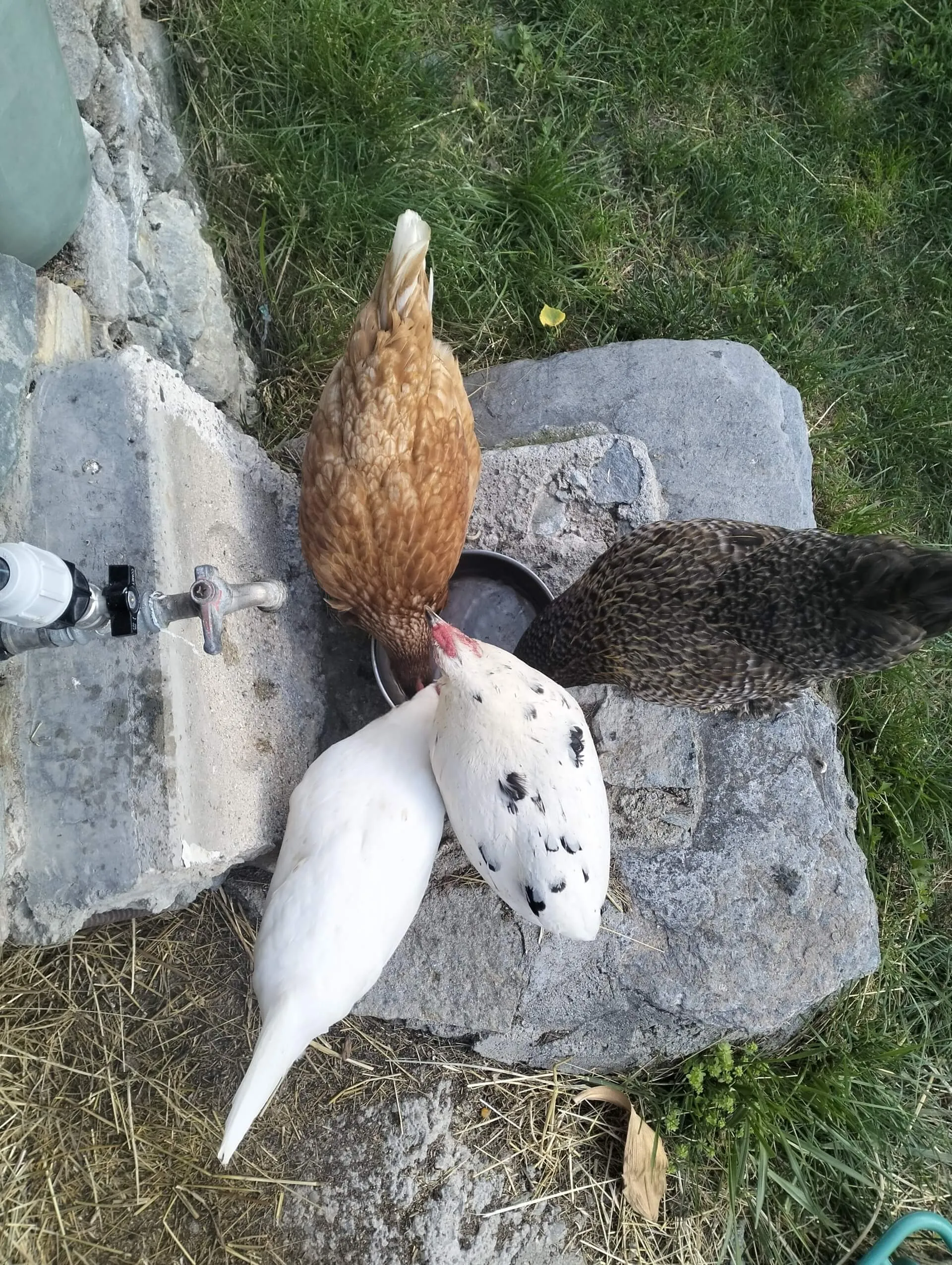 gli amici animali galline