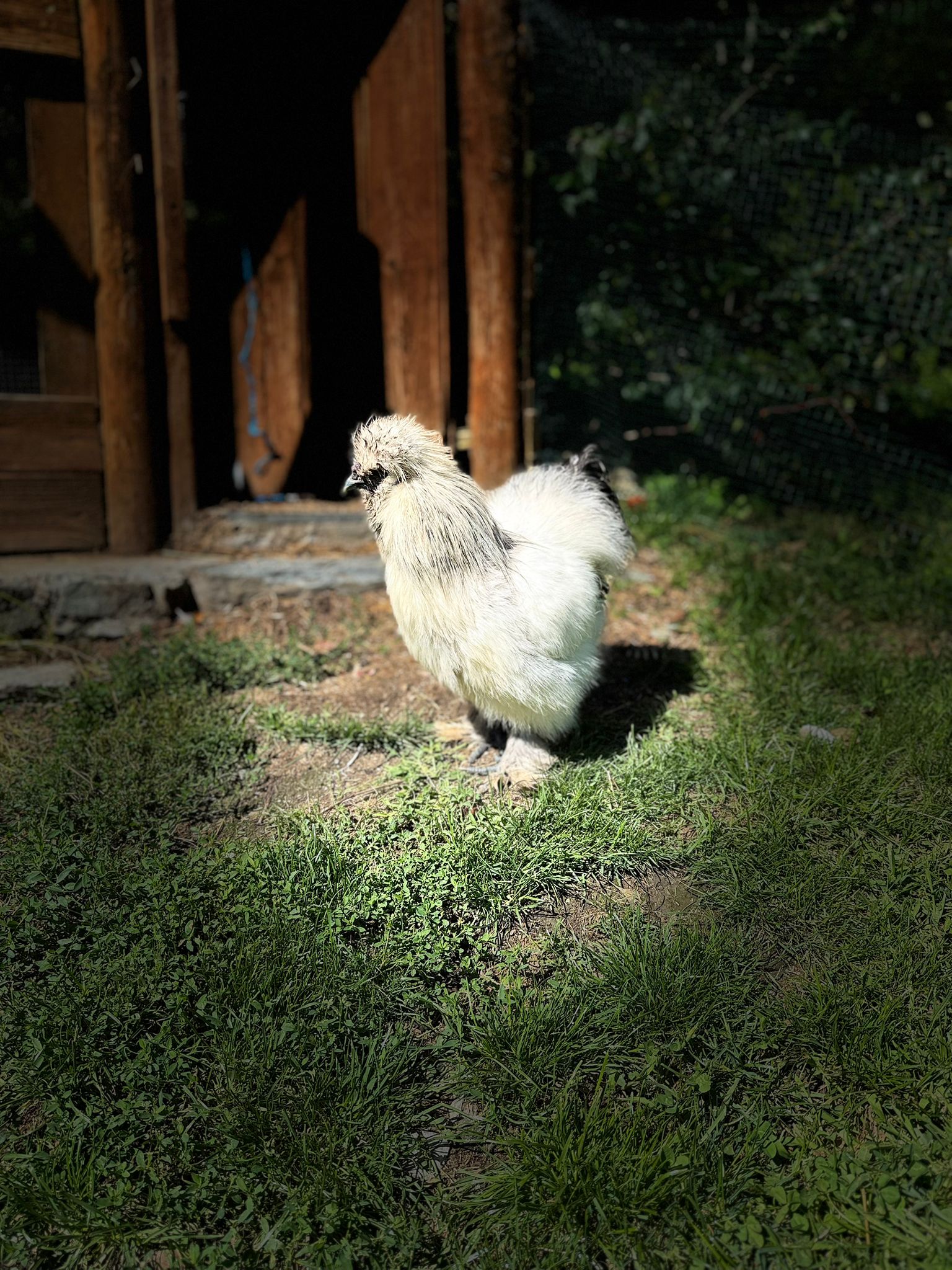 gli amici animali gallo