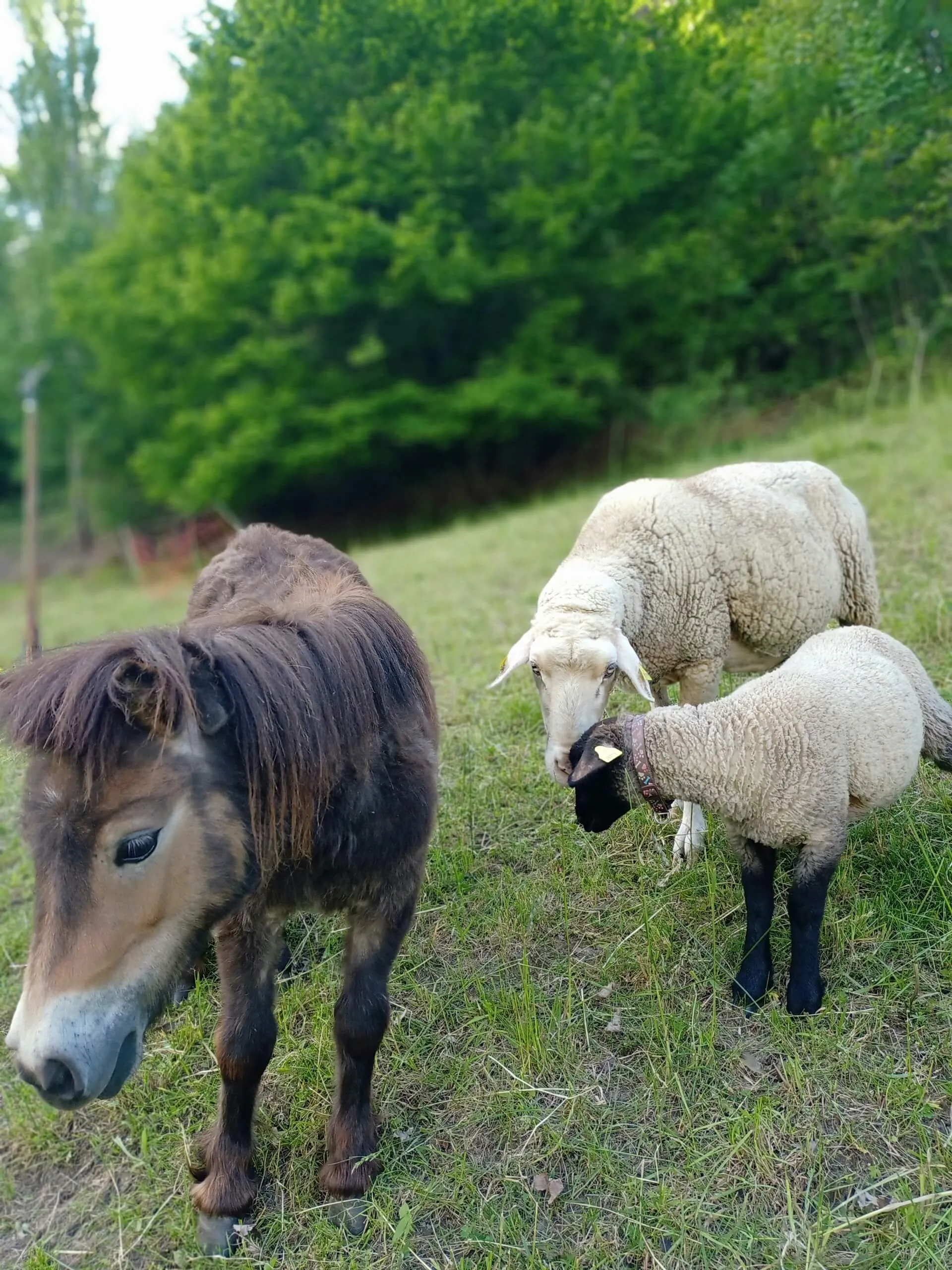 gli amici animali pony